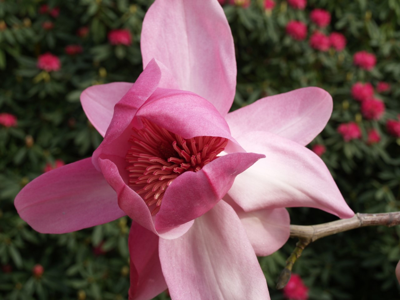 Magnolia campbellii Darjeeling